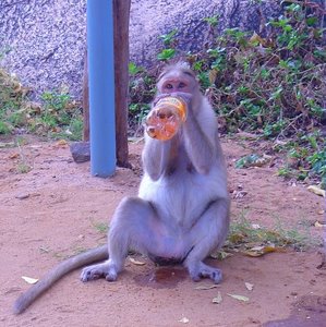Monkey drinking soda