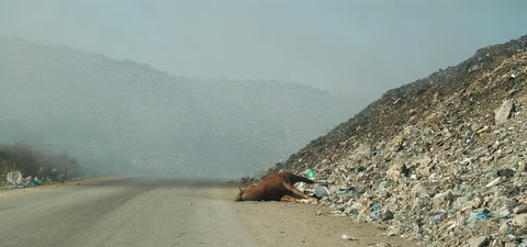 dead horse at the dump